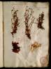  Fol. 19 

Artemisiae tenuifoliae congener. Paronychia rutaceofolio Lobelii. Bryonis species. Muscus marinus Plinii Matth.